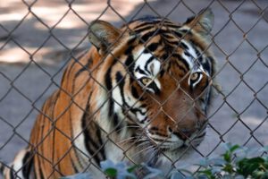 Großkatzen leiden in Privatzoos